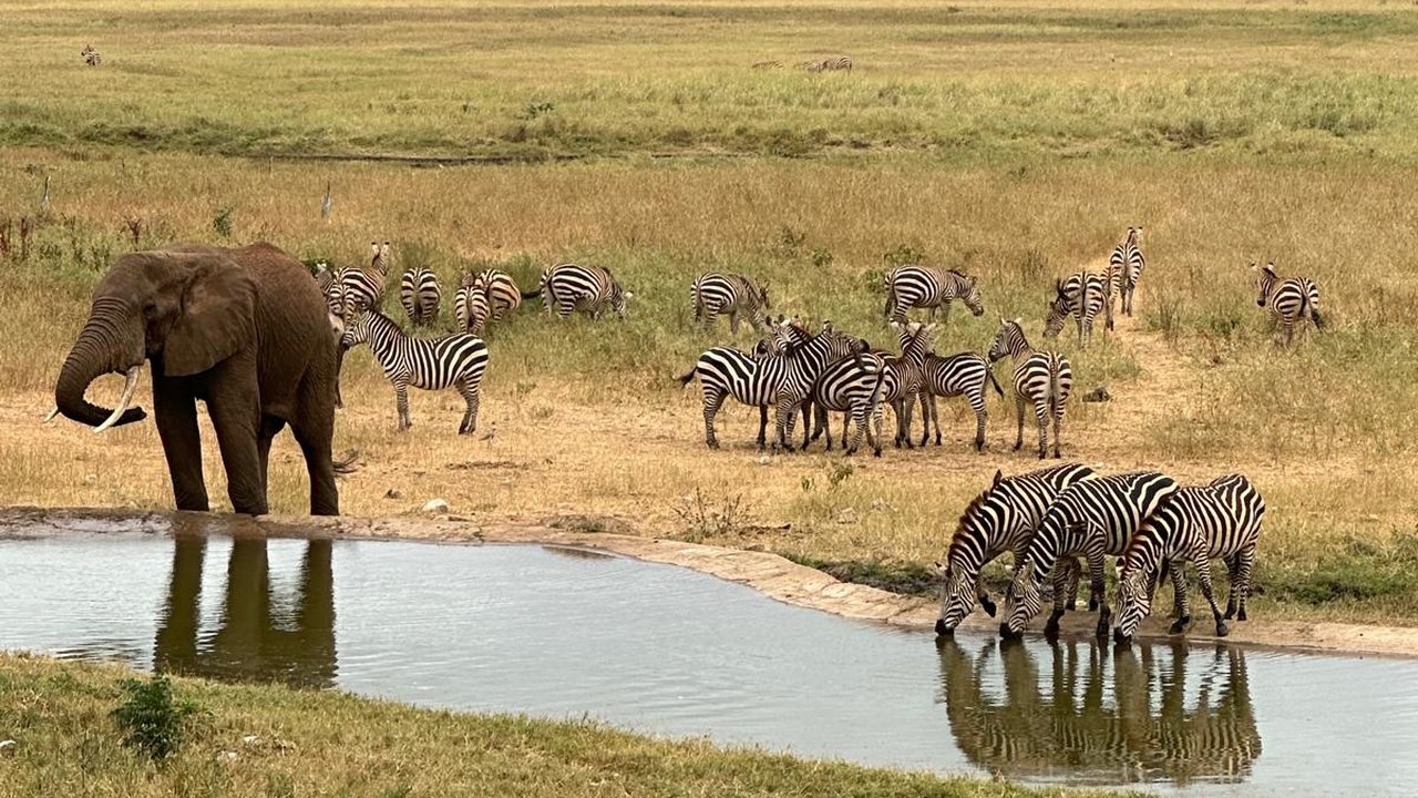 Elefante e zebre alla pozza d'acqua