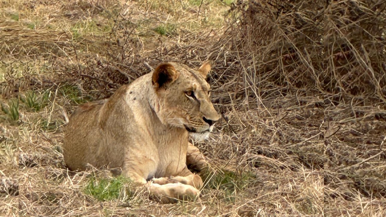 Leonessa al Masai Mara