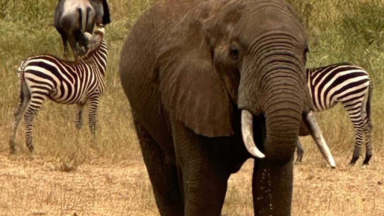 Elefante e zebre alla pozza