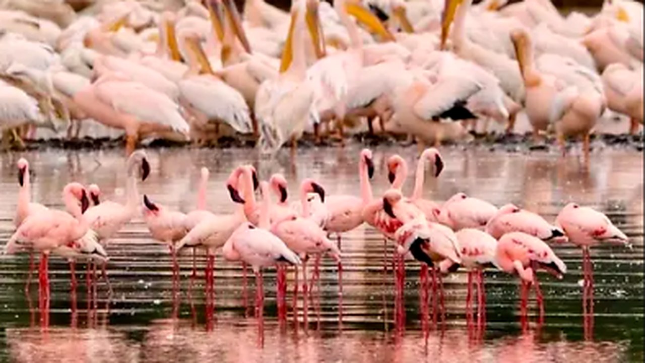 Uccelli su un albero secco vicino al Lago Nakuru
