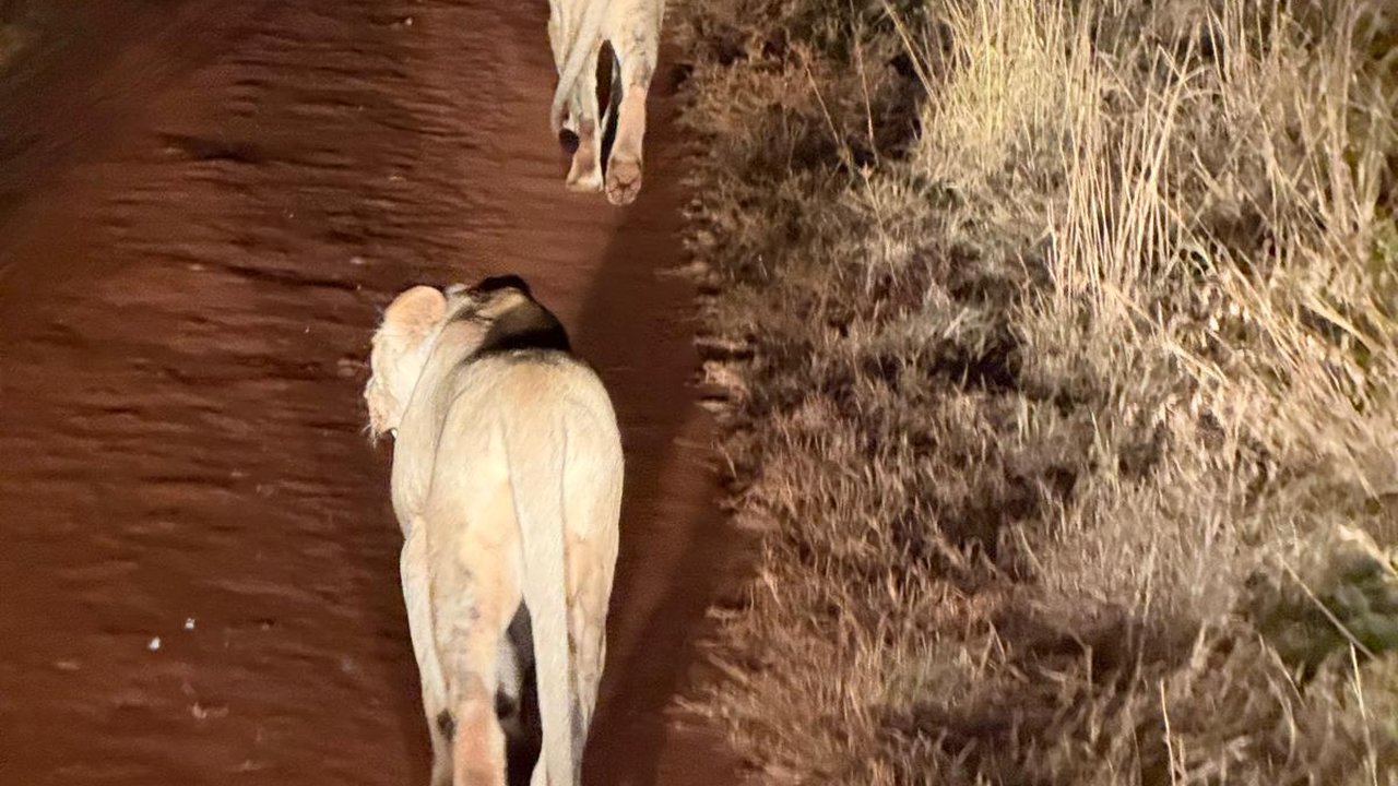 Due leonesse durante un game drive notturno
