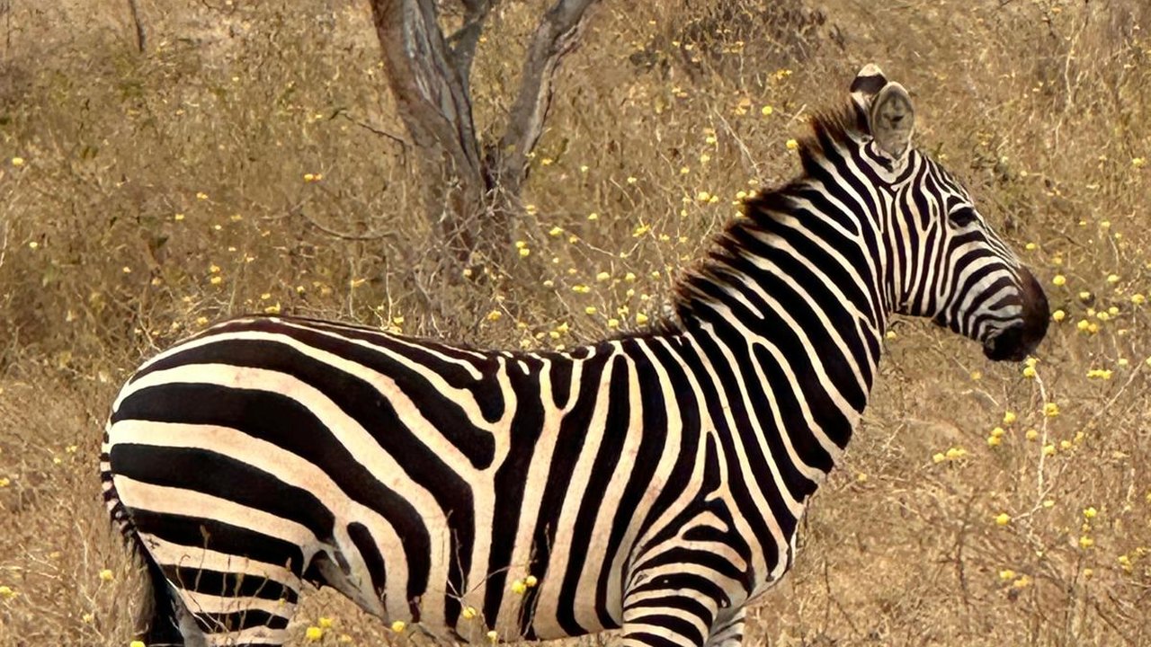Zebra nella savana del Masai Mara
