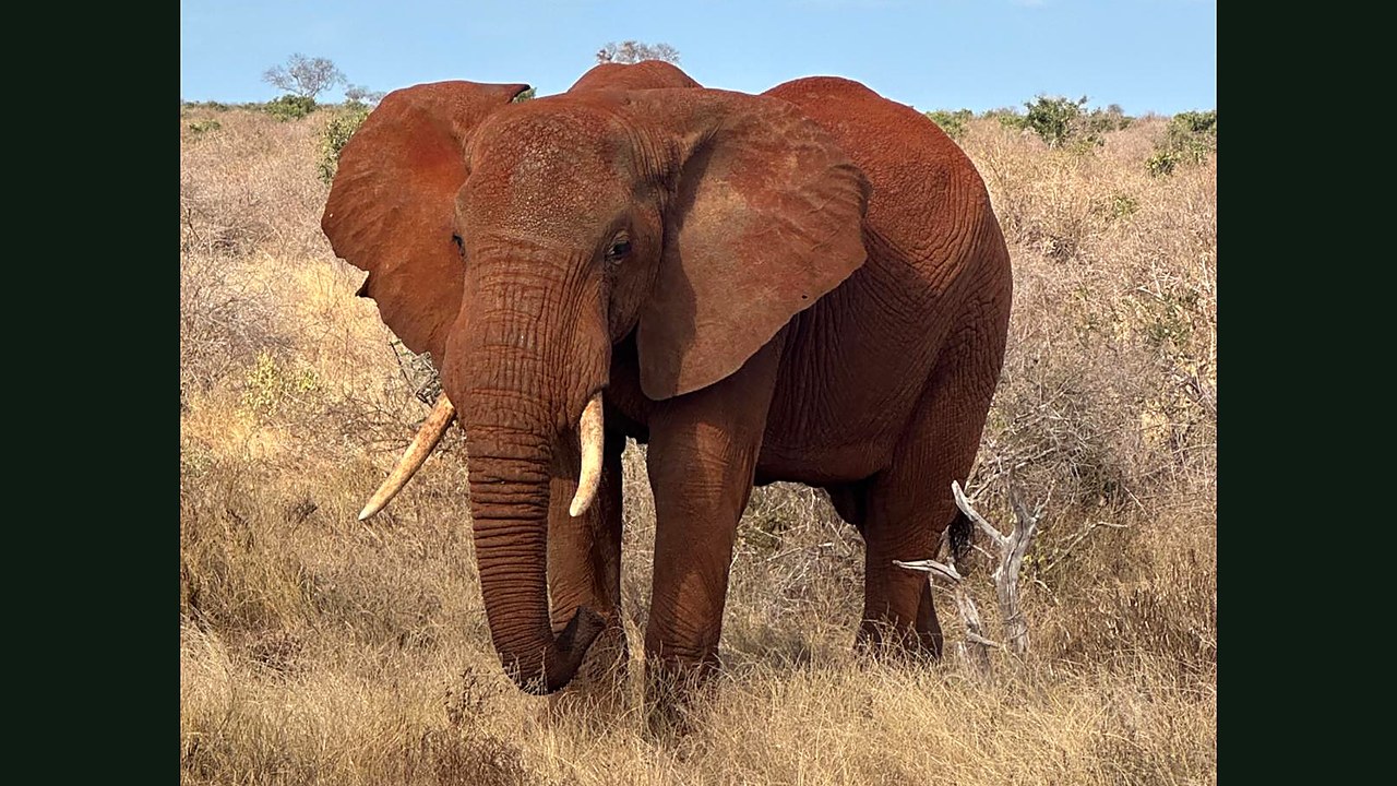 Elefante rosso a Tsavo Est