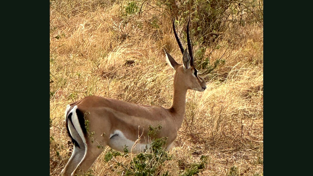 Gazzella nella savana