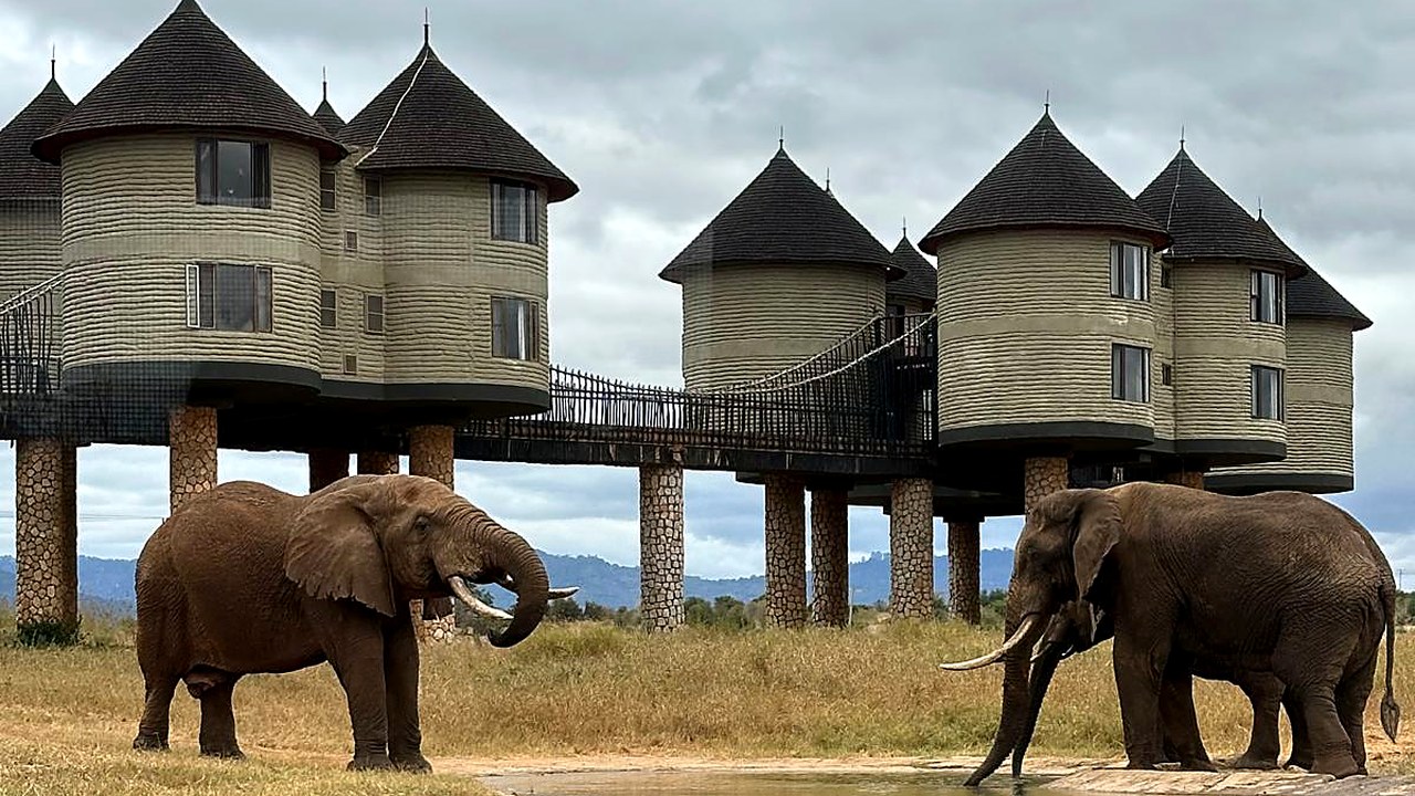 Elefanti presso il lodge sulle palafitte a Taita Hills