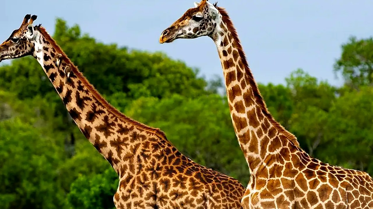 Giraffa tra le colline rocciose