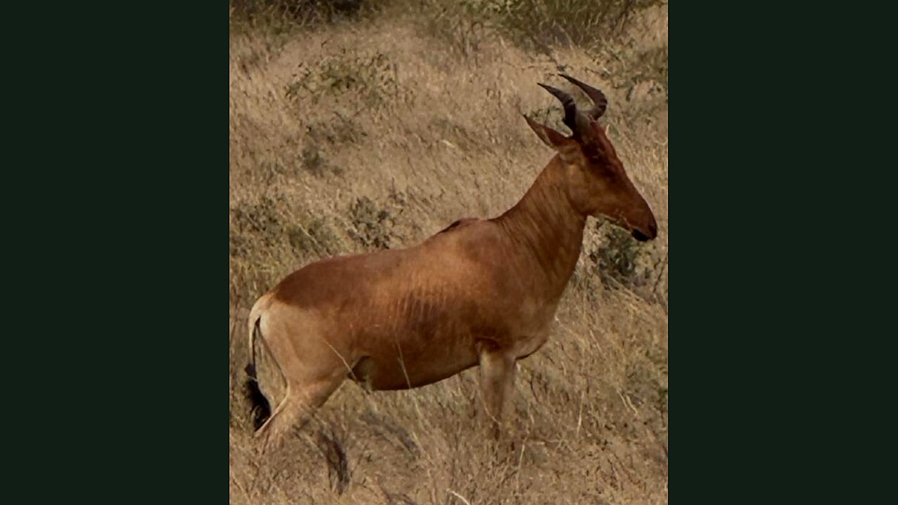 Hartebeest nella savana